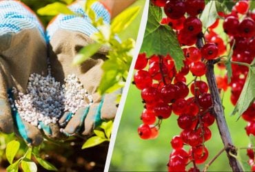 Смородину обязательно нужно подкормить весной: всего горсть удобрения на куст