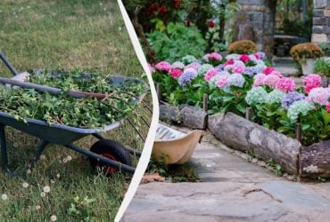 Щороку боролася з бур'янами, поки не посадила ці квіти: тепер не ростуть взагалі