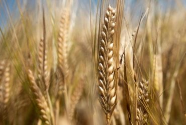 Поставщик ООН закупает зерно, похищенное в Мариуполе, у российских производителей оружия, – СМИ