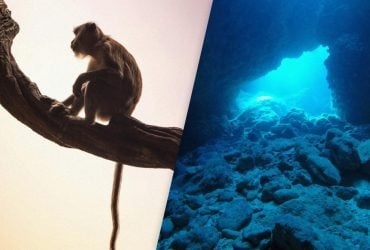 В подводной пещере обнаружили огромную коллекцию окаменелостей вымерших обезьян