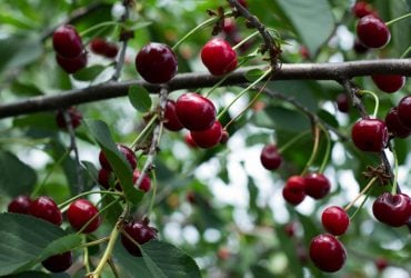 Как получить хороший урожай ягод: эксперты рассказали, что любят вишневые деревья