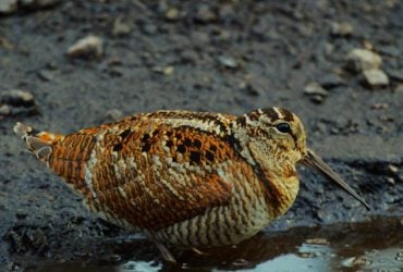 Раптово злітає з-під ніг людини: у зоні ЧАЕС мешкає птах, який є майстром маскування