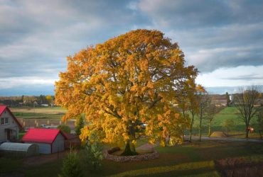 Литовский дуб сенсационно победил польского конкурента на Евровидении деревьев