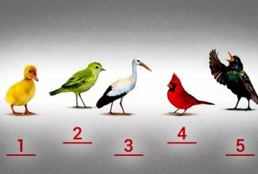 Узнайте, наивный ли вы человек: психологический тест с птичками