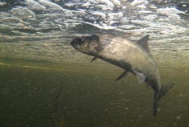 Прісноводні риби масово зникають з річок: екологи б'ють на сполох