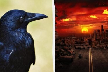 Птицы апокалипсиса: нашествие воронов над Тель-Авивом сочли библейским предзнаменованием