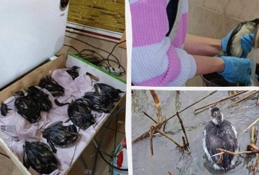 В Одессе выпустили на волю птиц, пострадавших от атак РФ: сколько спасли