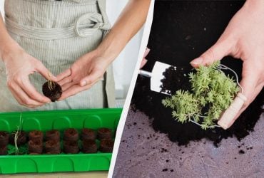 Это знают только опытные садоводы: как правильно пикировать томаты и другую рассаду