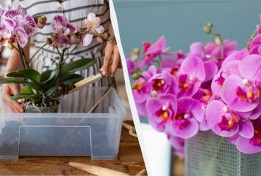 Будет цвести круглый год: как правильно пересаживать и размножать орхидею