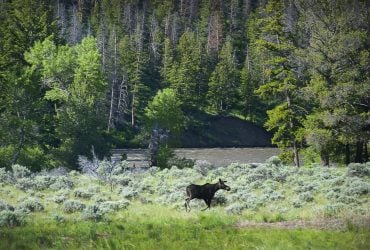 80 лет леса Йеллоустоуна приходили в упадок: все изменило решение 1995 года