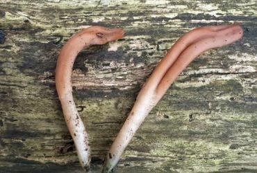 Редкий гриб в форме языка впервые нашли в Великобритании