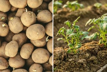 Когда сажать картошку в апреле 2026: благоприятные дни по лунному календарю