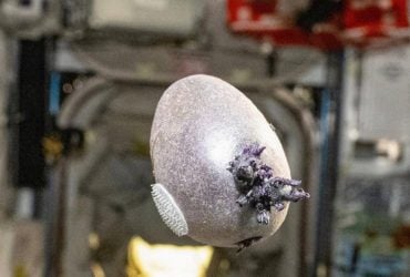 Щось вилуплюється: астронавт NASA показав космічне яйце зі щупальцями (фото)