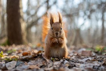 30 березня в Україну зайде похолодання: які області зачепить