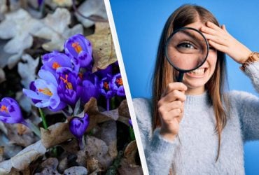 99% людей не могут найти слово шафран за 11 секунд: очень сложная головоломка