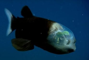 У глибинах океану, де вічна темрява, знайшли рибу з унікальним зором: у чому її феномен