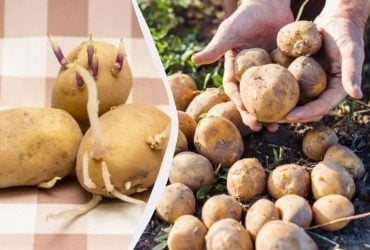 Как проращивать картошку перед посадкой - на свету или в темноте: какая лучше растет