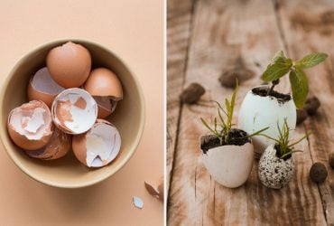Як використовувати яєчну шкаралупу на городі: 7 способів, про які багато хто не знає