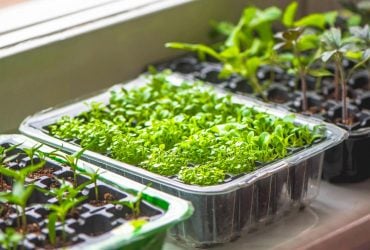 Як пробудити врожай: у чому замочувати насіння, щоб не витрачати час даремно