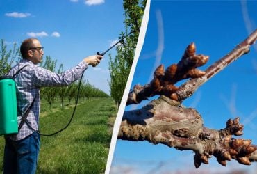 До конца сезона о вредителях можно не беспокоиться: чем опрыскать деревья уже сейчас