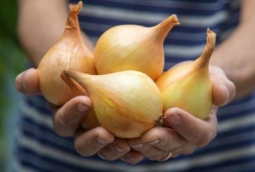 Все о выращивании лука на своем огороде: эксперты собрали все секреты в одном месте