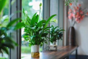 Как часто нужно поливать спатифиллум: полезные советы от специалистов