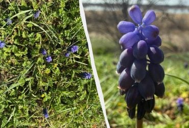 В Одесской области массово зацвёл цветок, который пахнет медом с ванилью (фото)