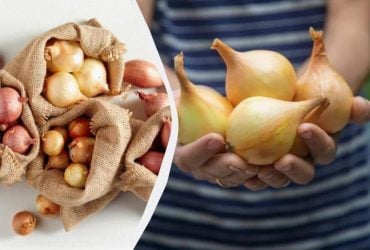 8 сортів цибулі-сівка, які не стрілкуються: на що звертати увагу під час купівлі цибулин