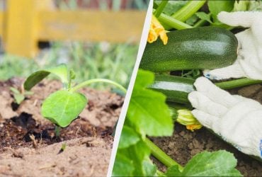 Починати саджати кабачки насінням можна лише з цього дня: не раніше, не пізніше