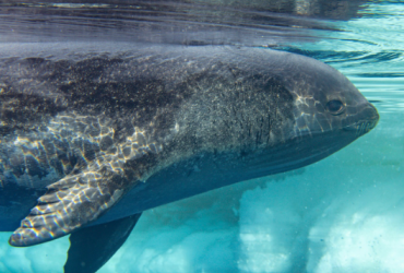 Уникальный вид редкого тюленя