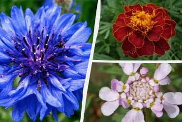 Навіть поливати не треба: найкрасивіші садові квіти, які не потребують постійного догляду