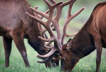 Пять ног и три уха: возле Чернобыля зафиксировали мутанта (фото)