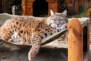 Рысь Степан: почему пушистый хищник стал новой звездой Киевского зоопарка