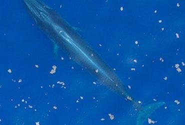 Могут погибнуть редкие гиганты: бурение в Мексиканском заливе приведет к ужасающим последствиям