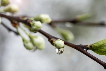 Синоптикиня Діденко розказала, з якої погоди почнеться квітень в Україні