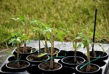 Рассада помидоров будет крепкой без магазинной химии: что добавить в воду при поливе