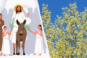 Чи є різниця між вербою та івою: як це пов'язано з Вербною неділею