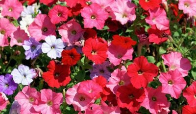 які квіти можна посадити в березні які квіти можна посадити в березні