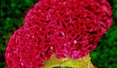 Які сезонні квіти можна садити в березні Які сезонні квіти можна садити в березні