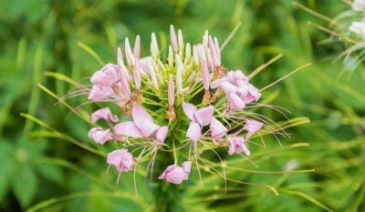 Що можна посадити у відкритий ґрунт ранньою весною Що можна посадити у відкритий ґрунт ранньою весною