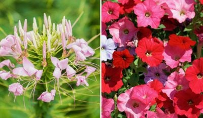 Які квіти можна посадити в березні Які квіти можна посадити в березні