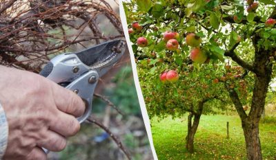 Ці 7 дерев потрібно обрізати до кінця березня: гілки будуть ломитися від плодів