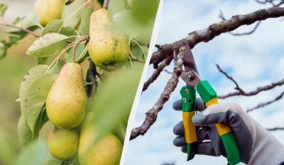 Це знають лише досвідчені садівники: як зрозуміти, що настав час обрізати грушу