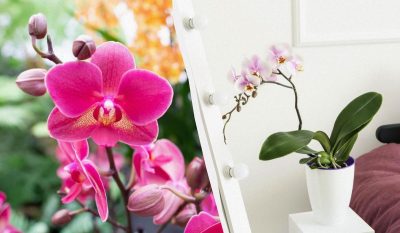 Як доглядати за орхідеєю у квітні - 5 обов’язкових кроків