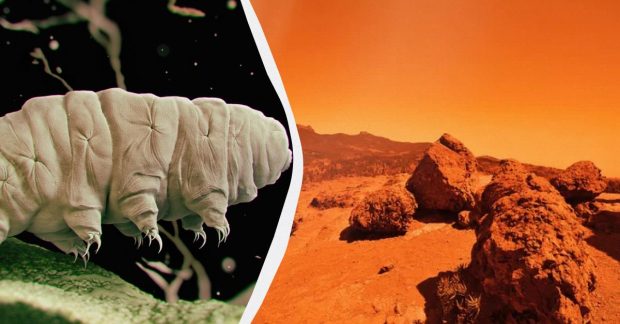 Вижити на Марсі виявилися не по силам навіть тихоходкам, які пережили відкритий космос