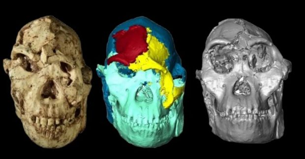 вчені відтворили вигляд Little Foot і їм допомогли 3D-технології