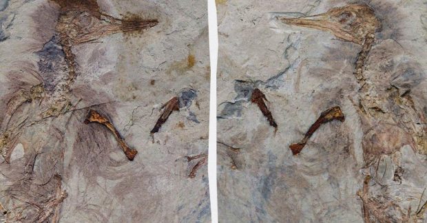 Учені відкрили дивний вид динозавра із сотнями камінців у горлі