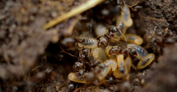 Уникальное открытие: ученые обнаружили необычное насекомое с "китовой" головой Kép