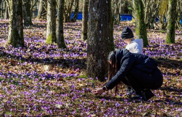 Весна прийшла: у дендропарку на Закарпатті почали цвісти перші крокуси (фоторепортаж)