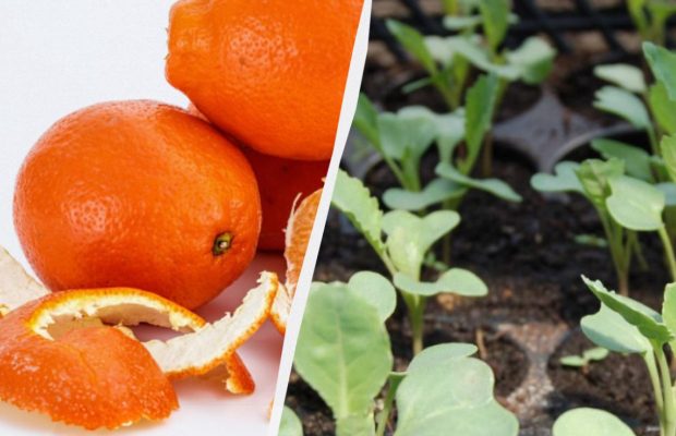 Як шкірку апельсина використати на городі: садівники розкрили 4 способи